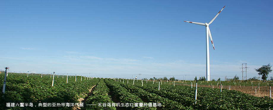 红蜜薯种植基地